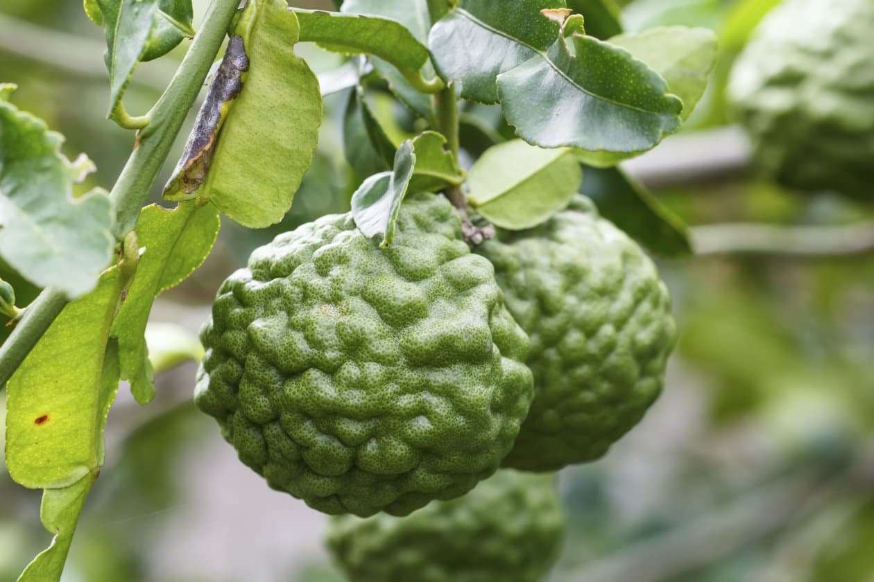 La bergamota, una fruta ideal para relajarse