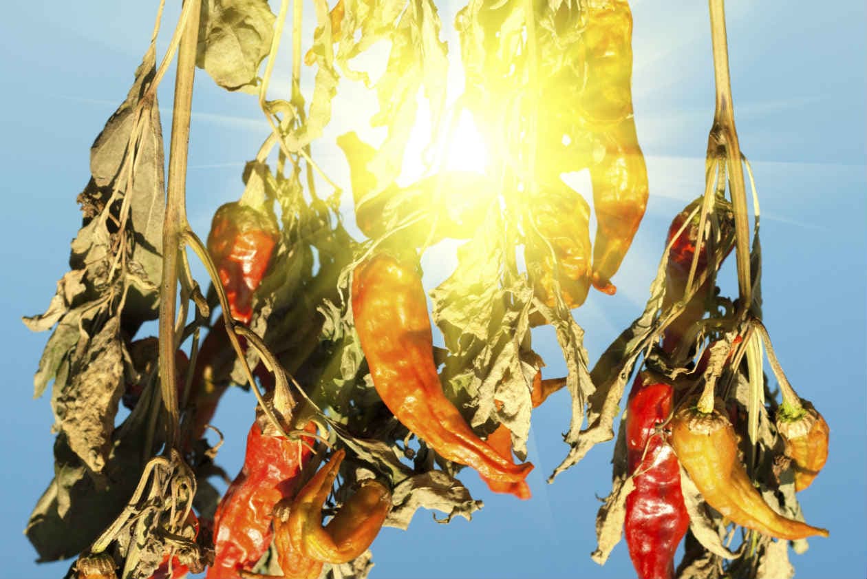 Conservantes en los alimentos que son dañinos para tu piel