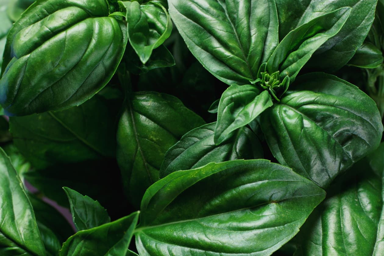 Los remedios caseros con albahaca y cuáles son sus propiedades