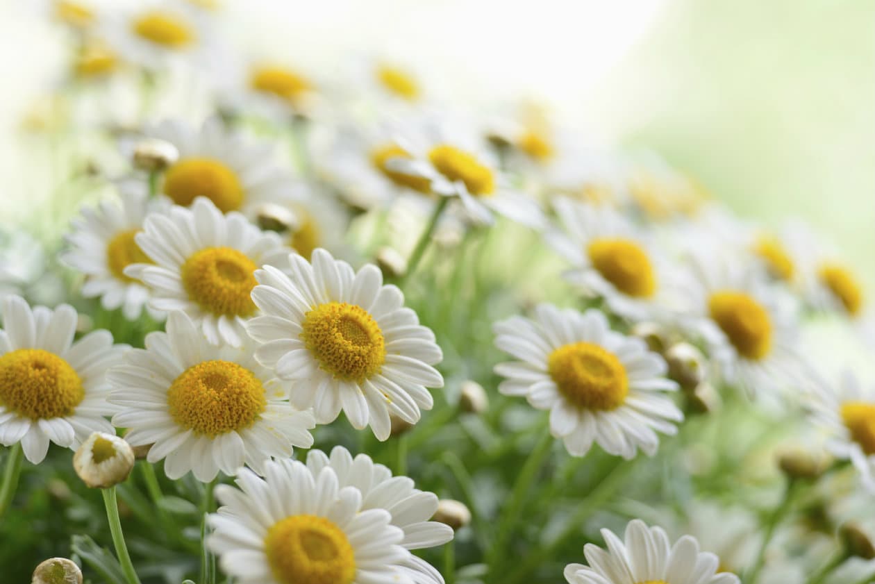 Para qué sirve el extracto de manzanilla