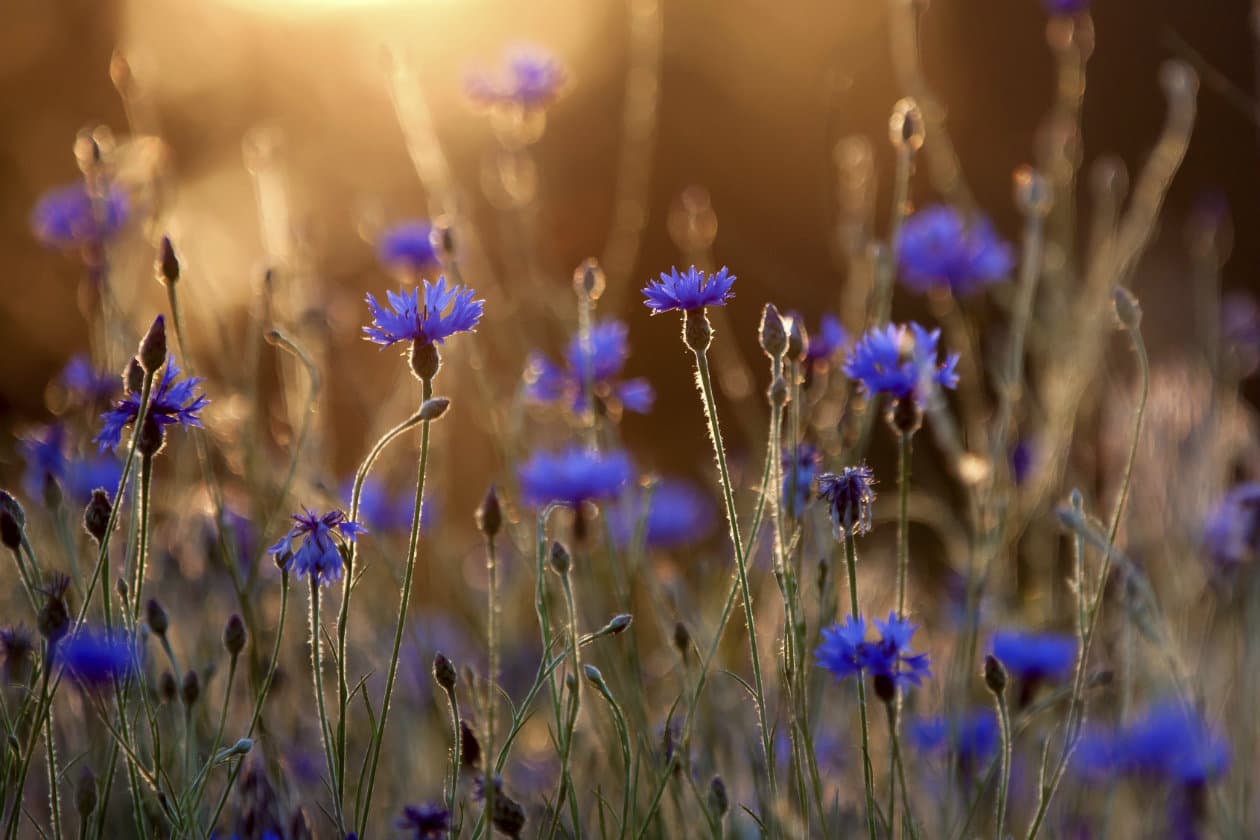 Para qué sirve la centaura