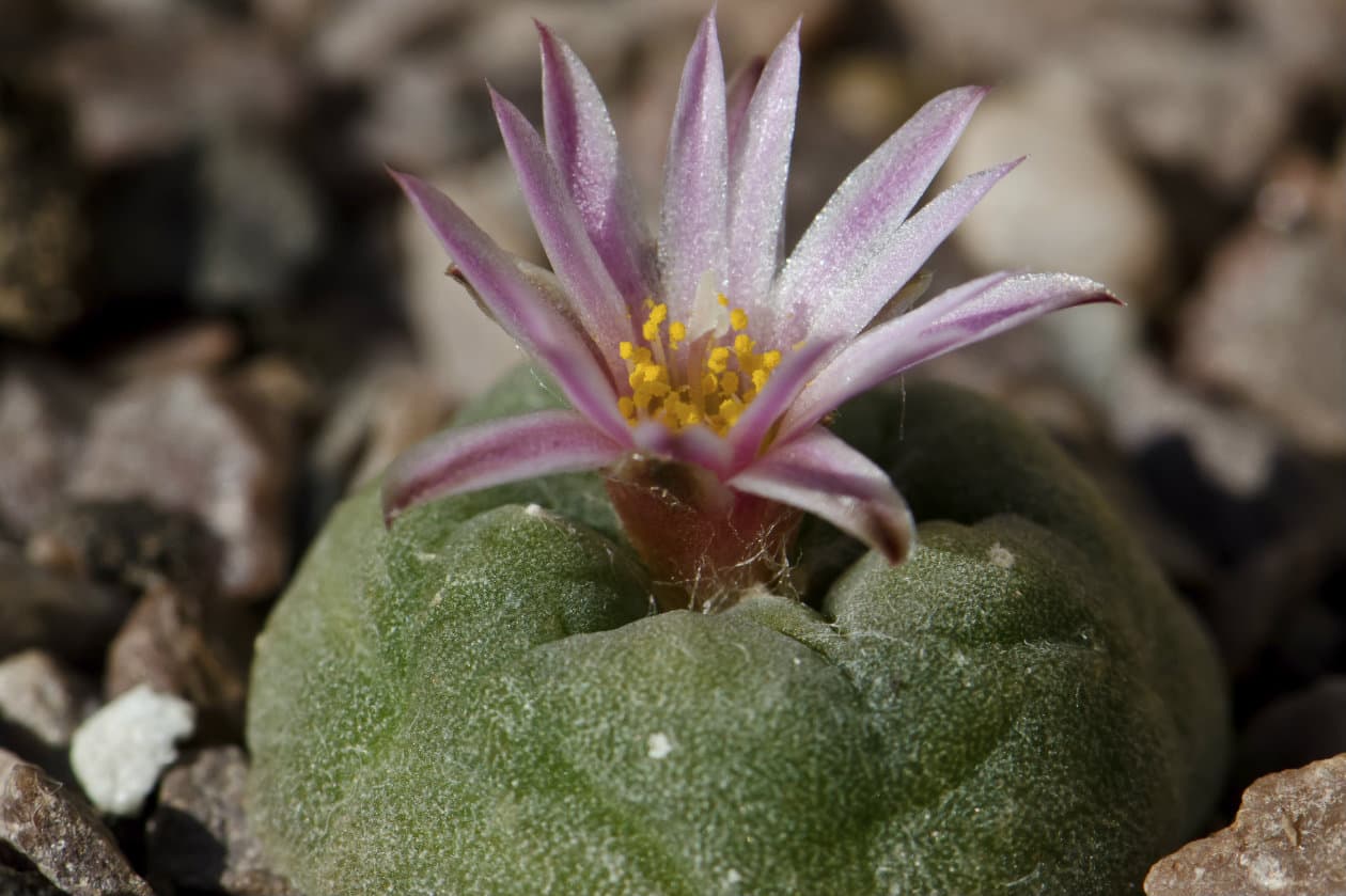 Plantas alucinógenas