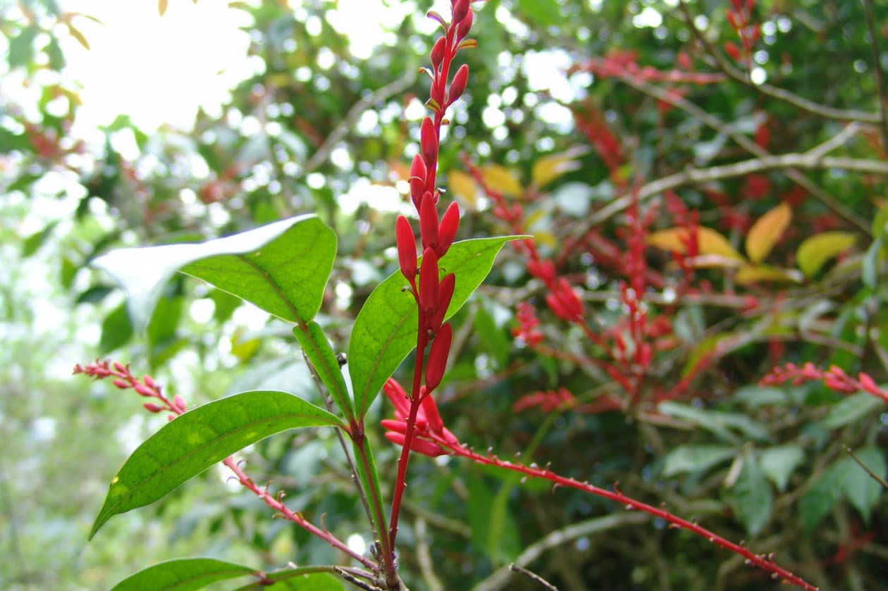 Plantas del bosque amazónico con las que puedes curarte