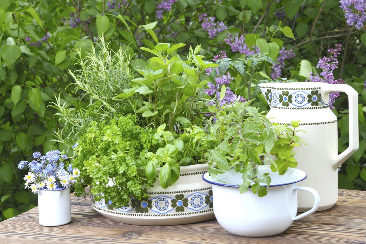 Cómo aparentar que eres una buena jardinera cuando no lo eres