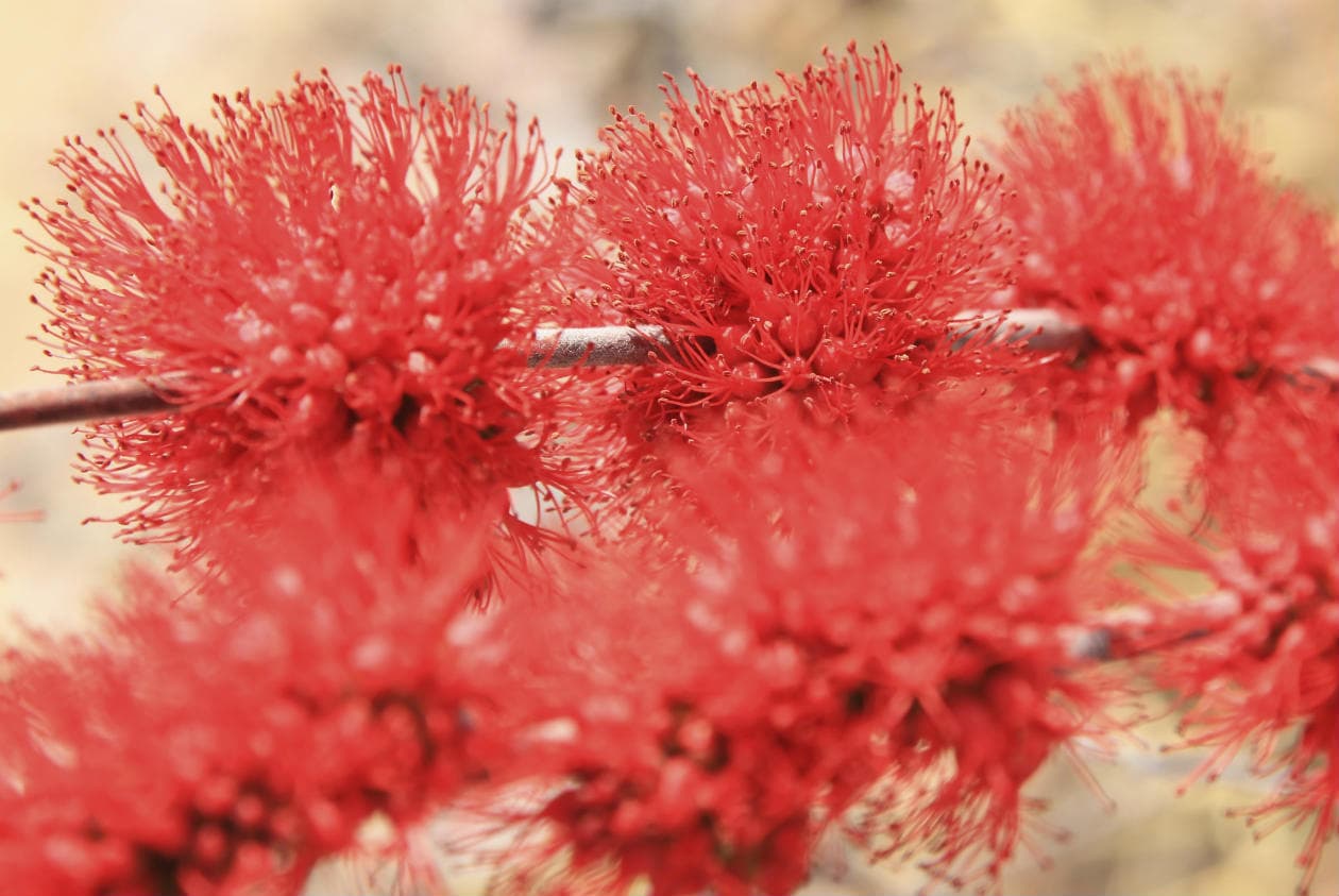 Propiedades de la enredadera cepillo