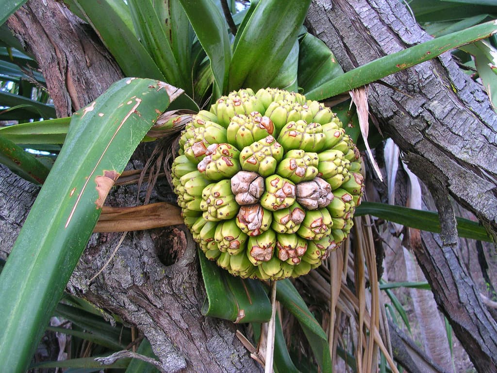 Propiedades de la fruta del árbol de hala