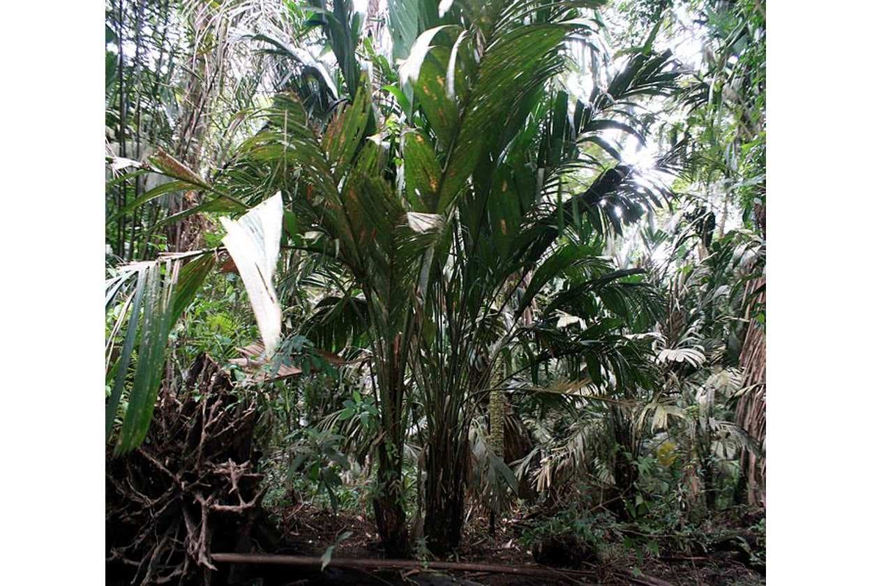 Propiedades de la sanagua