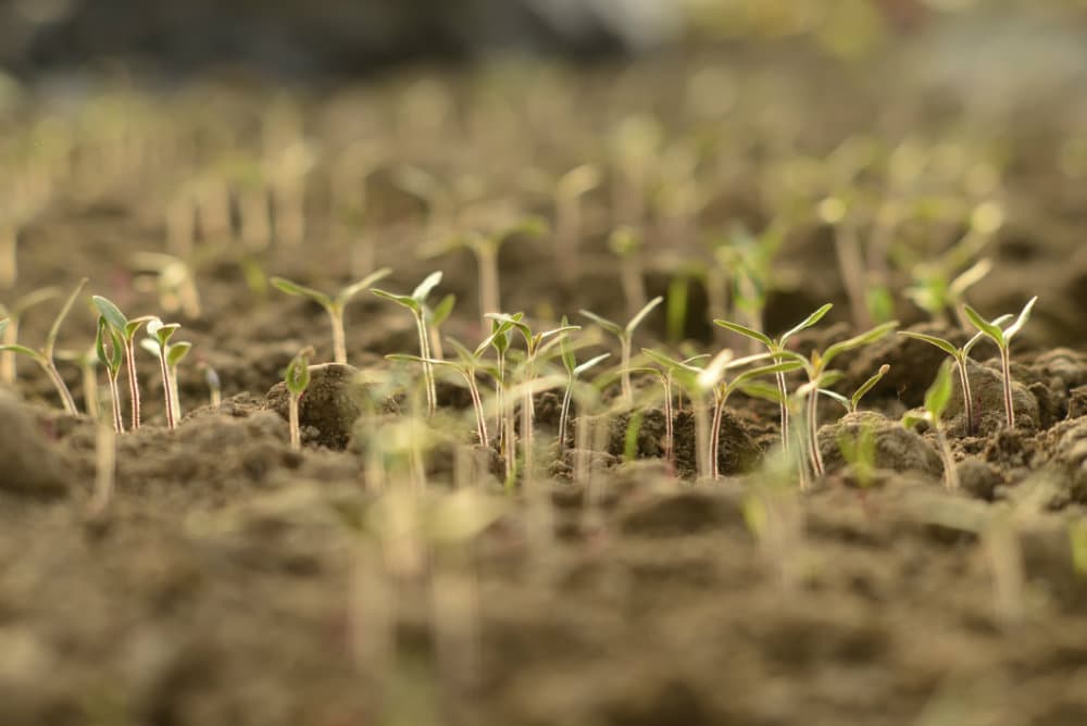 Propiedades de los alimentos germinados