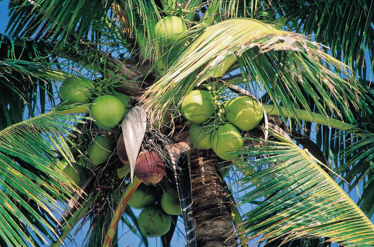 Propiedades del agua de coco