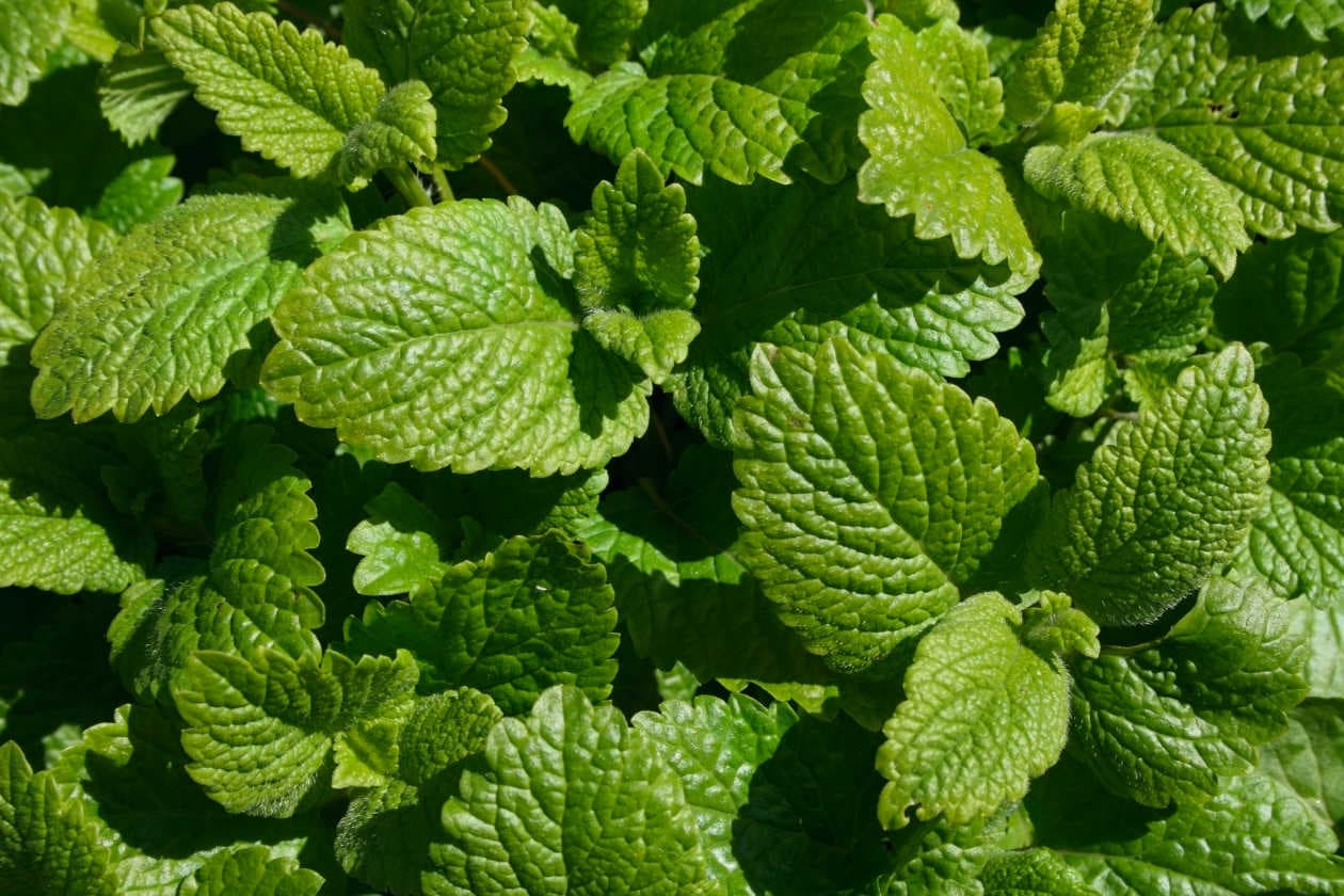 Propiedades del toronjil cuyano