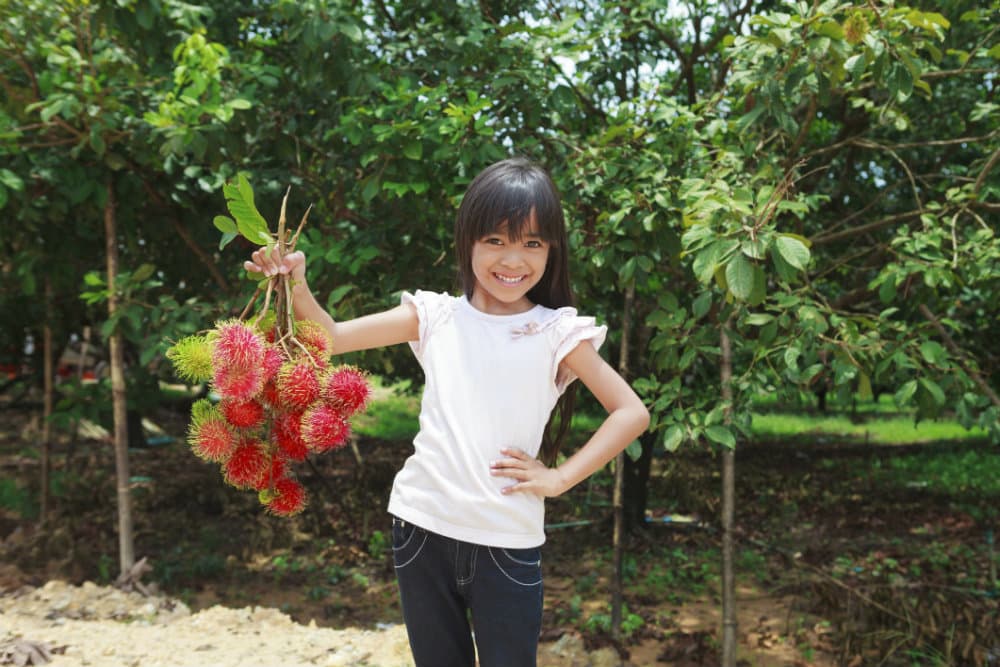 Propiedades y beneficios del rambután