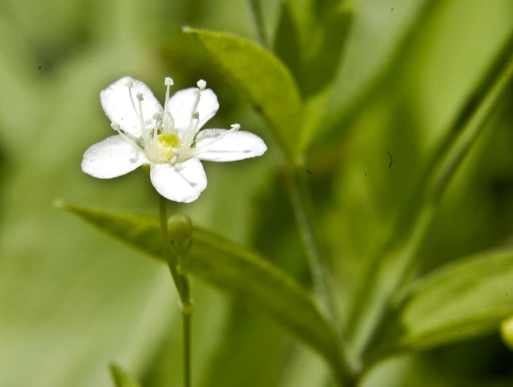 Usos de la arenaria para bajar de peso