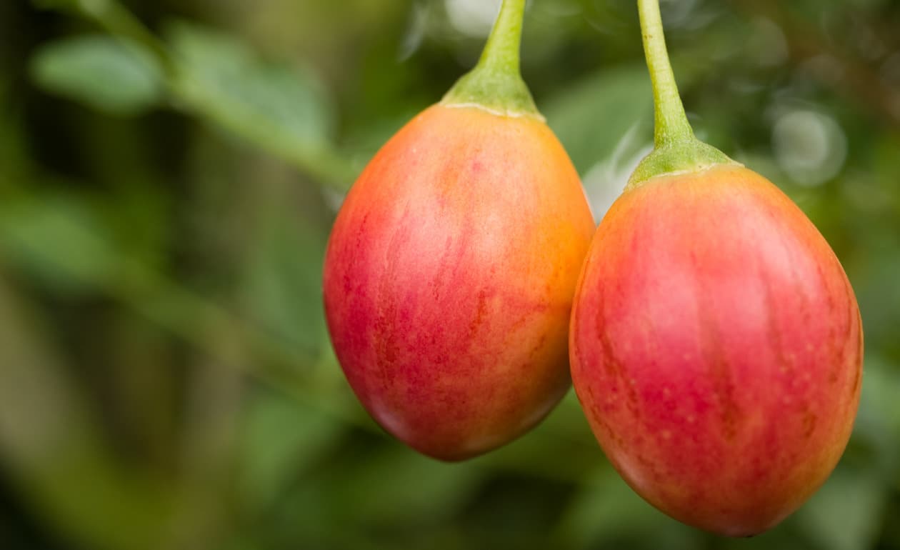 Beneficios del tomate de árbol