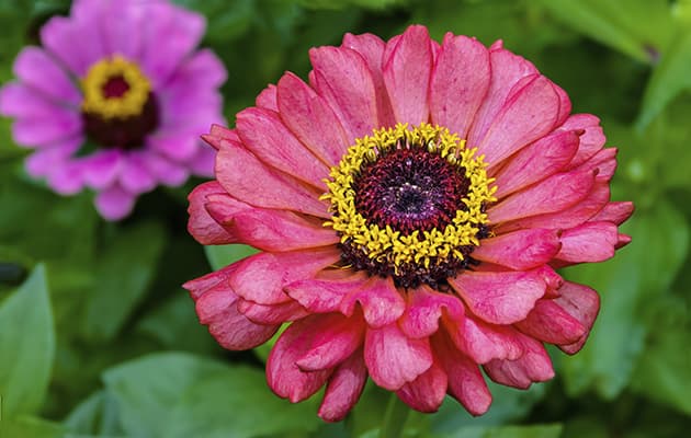 Estas son las mejores flores para plantar según tu signo, ¡son hermosas!