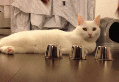 10 pruebas de que los gatos son animales muy astutos