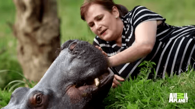 ¿Quién dijo que los hipopótamos son peligrosos? ¡Descubre cómo este se transformó en parte de una familia!