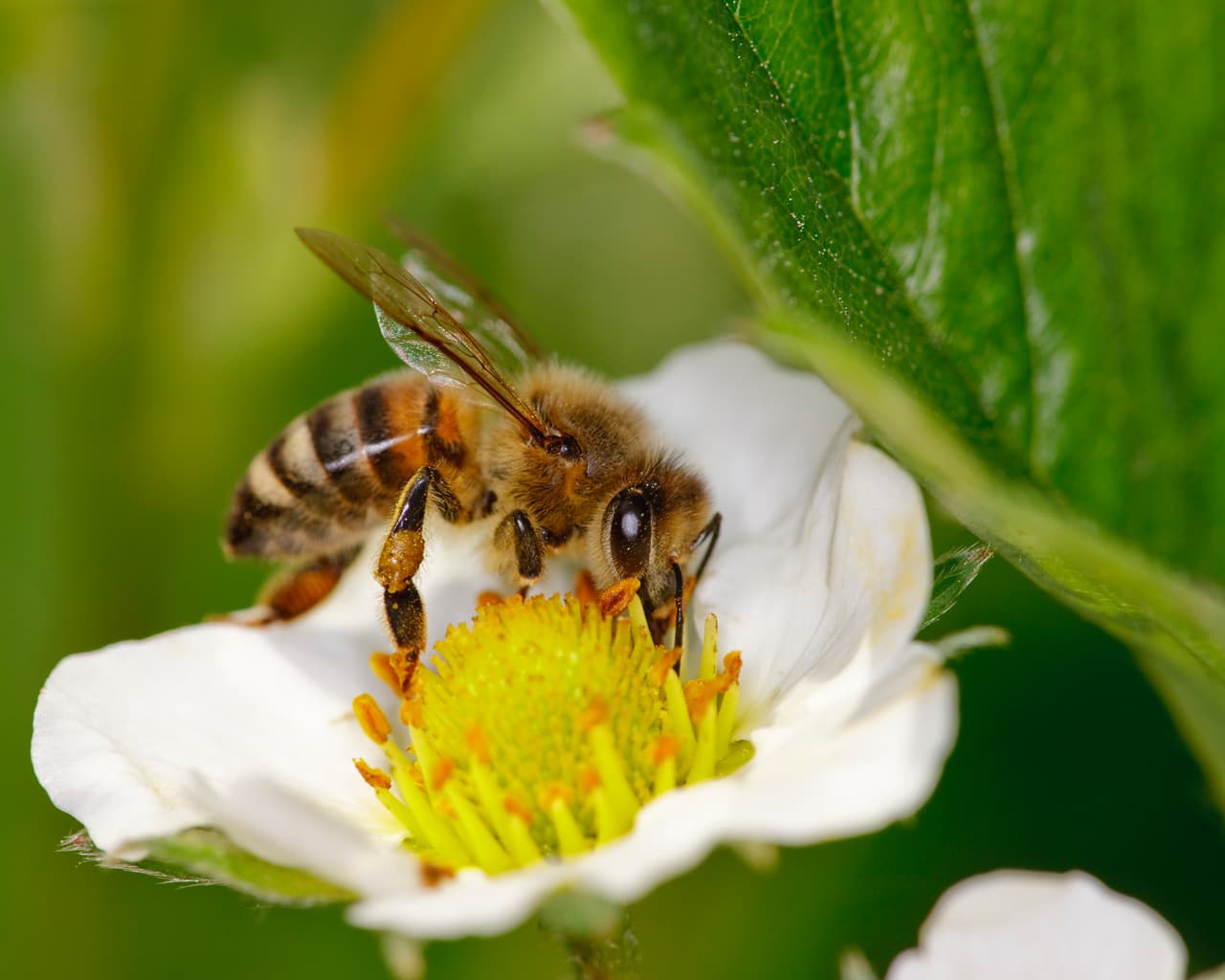 Beneficios del polen de abeja para la salud