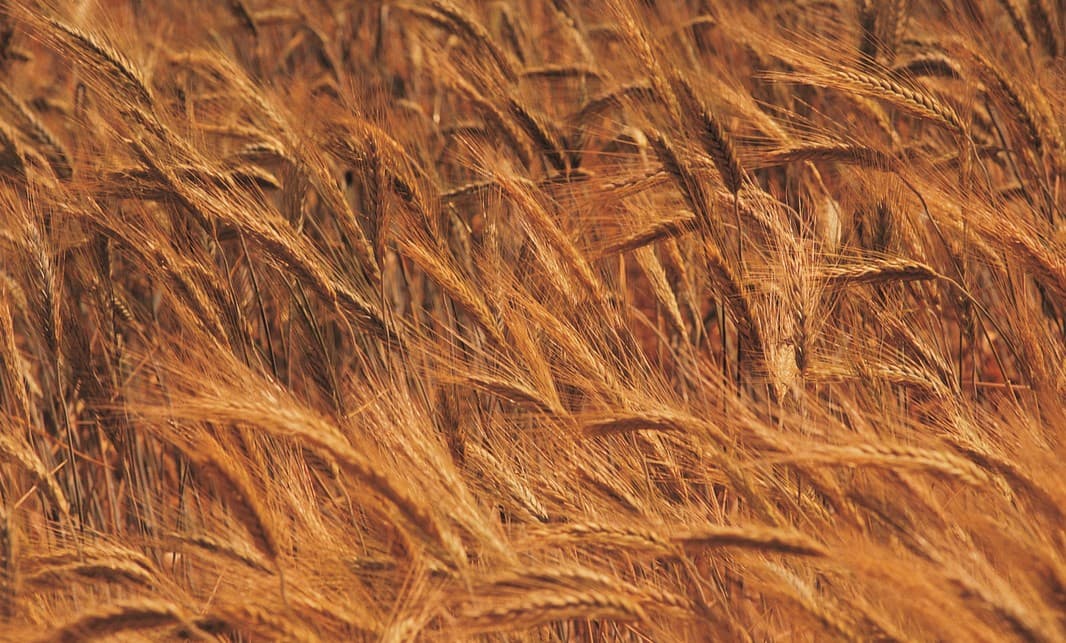 Los mejores alimentos para tratar el colon irritable