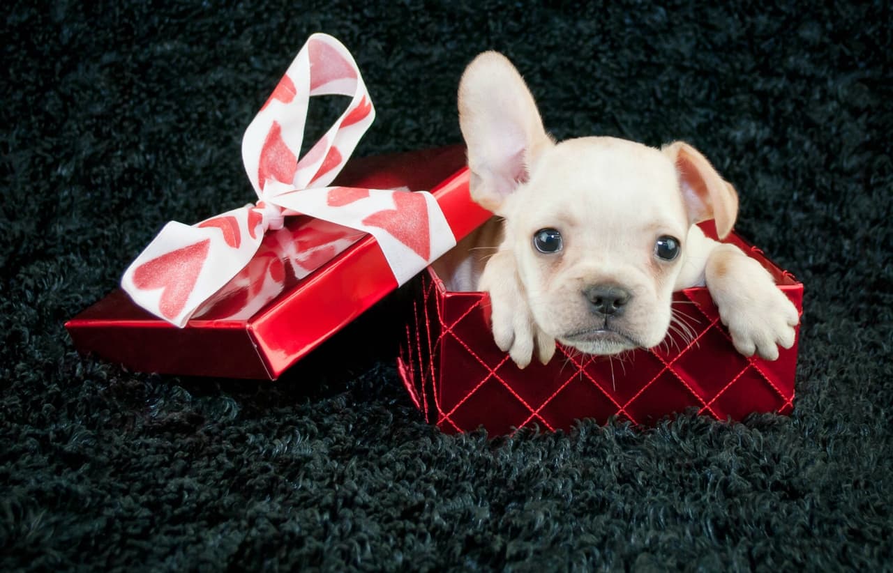 18 perros que quieren ser tu Valentín este 14 de febrero