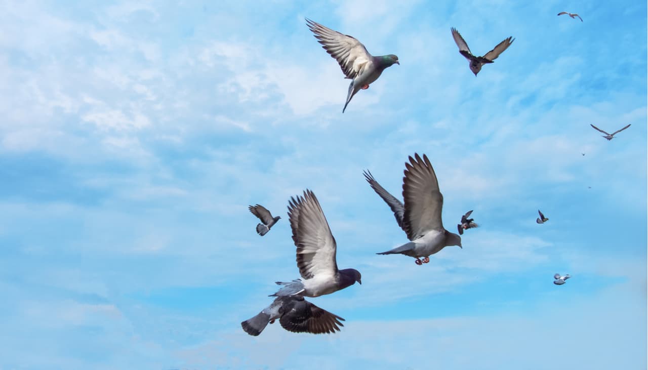 Los pájaros están desapareciendo y es nuestra culpa, según estudio