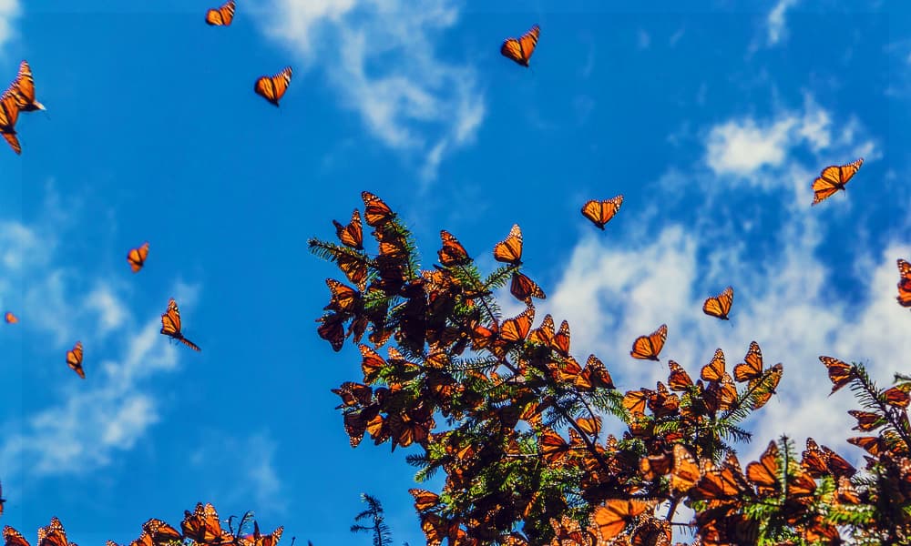 Millones de mariposas colorearon el cielo de California, y las imágenes son mágicas