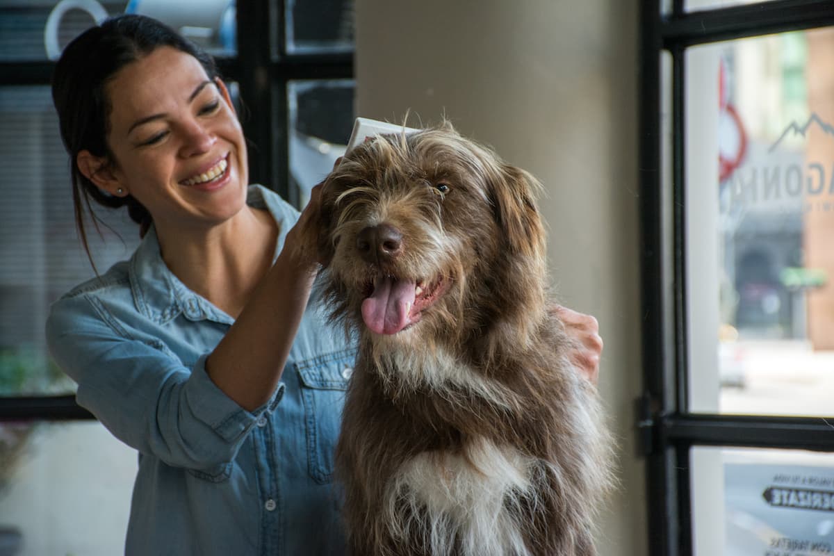 ¡No la dejes en casa! 5 razones para animarte a viajar con tu mascota