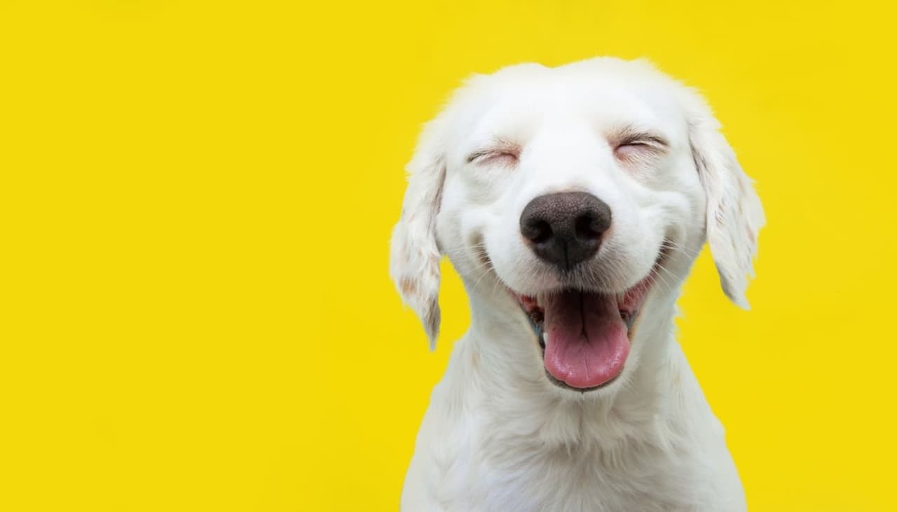 Famosos que rescataron perritos de la calle: mostraron no es la raza, es el amor que le das