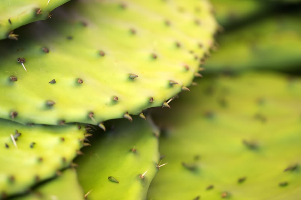 Este es el alimento perfecto para las personas con diabetes (y funciona si quieres bajar de peso)