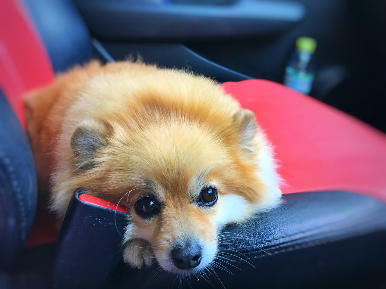 Un veterinario se encerró en un auto bajo el sol, para demostrar las consecuencias que tiene para tu perro