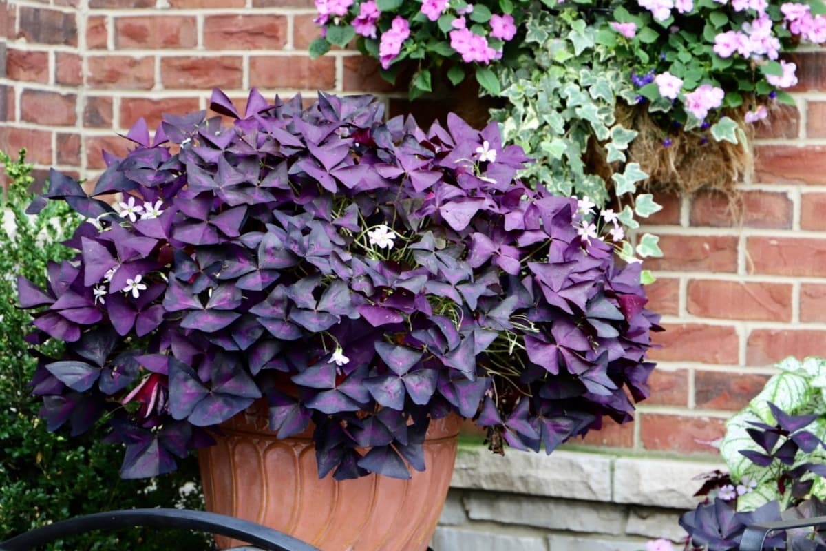 Las plantas mariposa llenarán tu casa de color: sus cuidados son pocos y muy sencillos