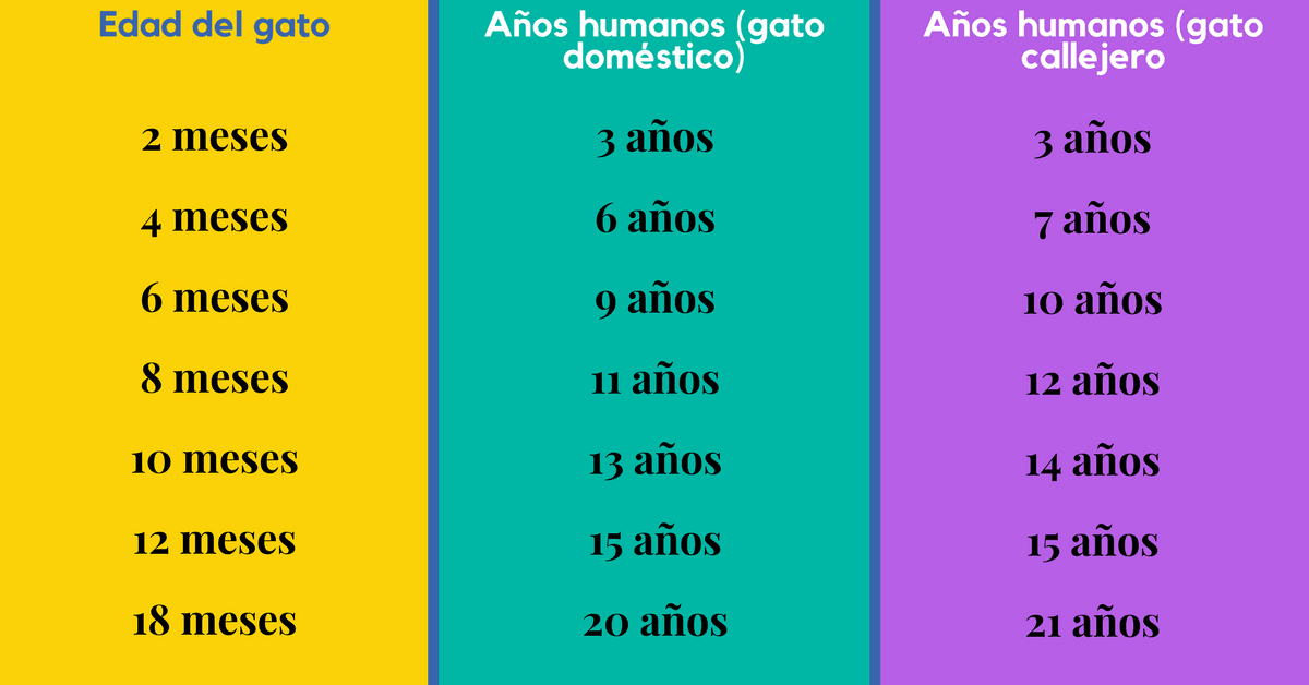 ¿Qué edad tiene mi gato en años humanos?