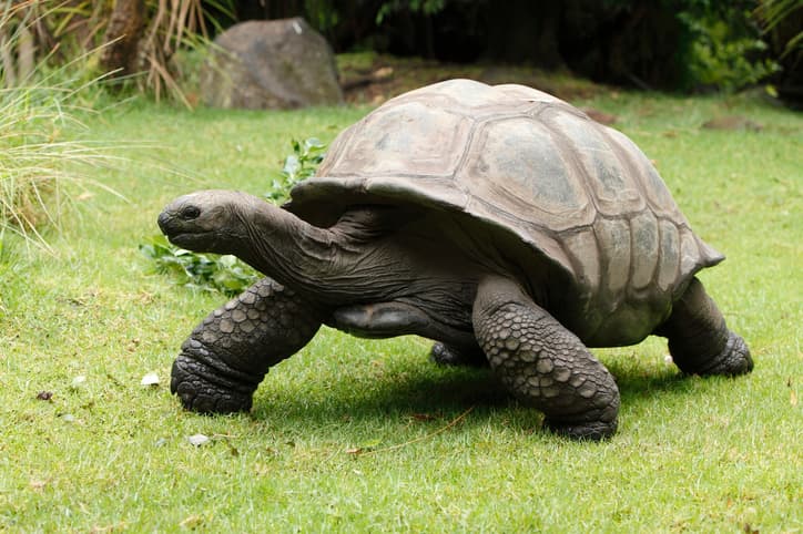 Una tortuga volvió a aparecer luego de 100 años: los científicos quieren salvar su especie