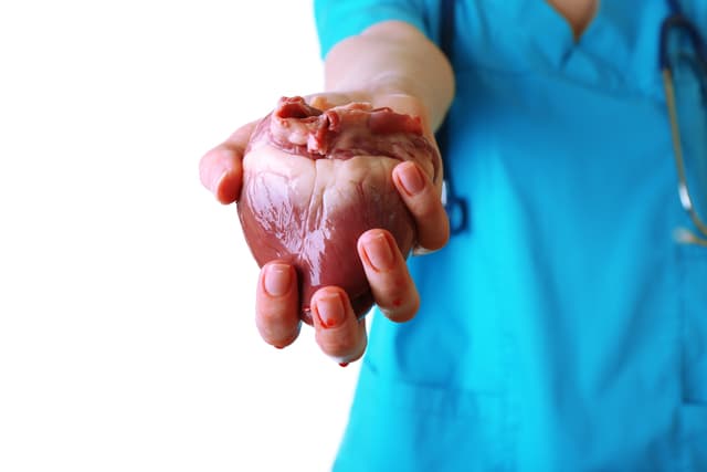 Revivieron un corazón para poder trasplantarlo, la nueva técnica salvará miles de vidas