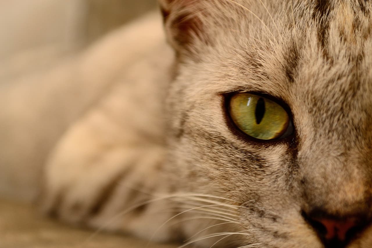 Tres personas son mordidas por un gato con rabia en un parque del Condado Llano