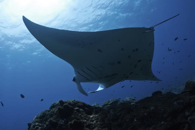 Majtarraya Cola 10 datos interesantes sobre las mantarrayas que te fascinarán | Explora ...