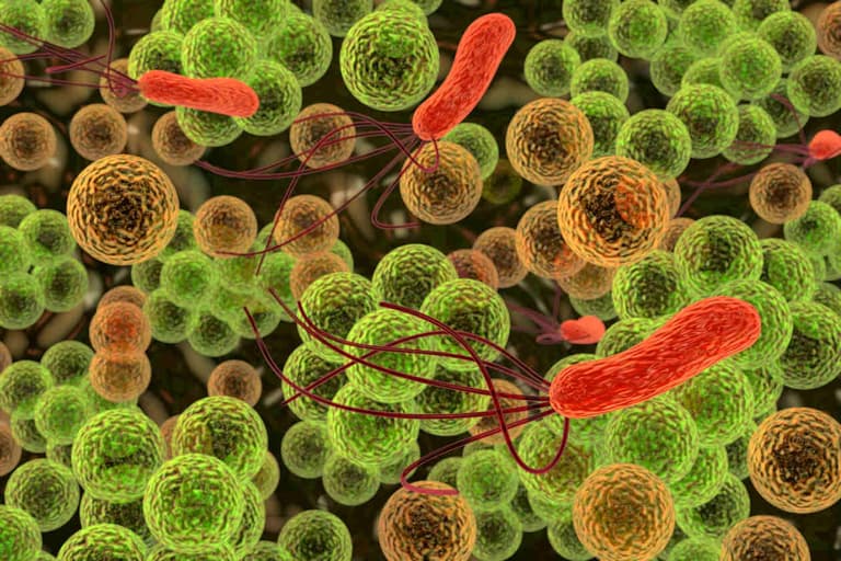 ¿Qué son los microbios? | Explora | Univision