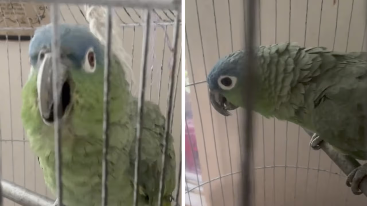 Enseñan a su perico a cantar ópera y el resultado es increíble, aunque ...