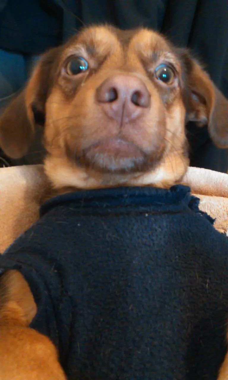 15 adorables perros que han dominado el arte de tomarse selfies | Estilo de  Vida Hogar | Univision, image size:768x1280