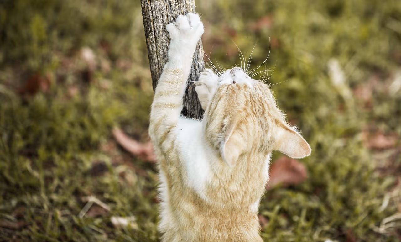 ¿Tu gato rasguña todo? ¡Aquí están las razones! | Estilo de Vida Hogar ...