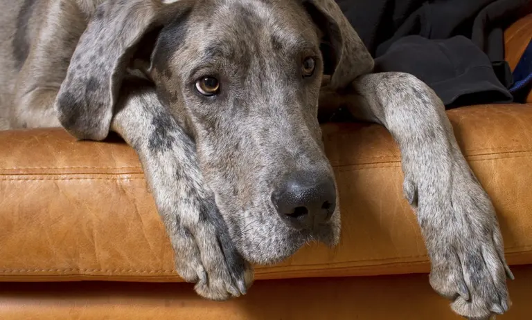 los perros pueden contraer la gripe de los humanos 2018