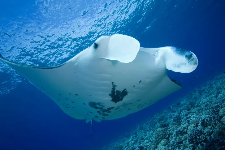7 curiosidades de las mantarrayas que te encantará conocer | Explora ...