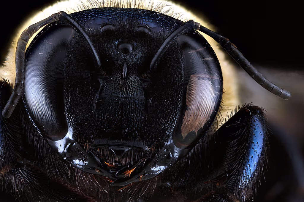 Los ojos de los insectos [Fotos] | Explora | Univision