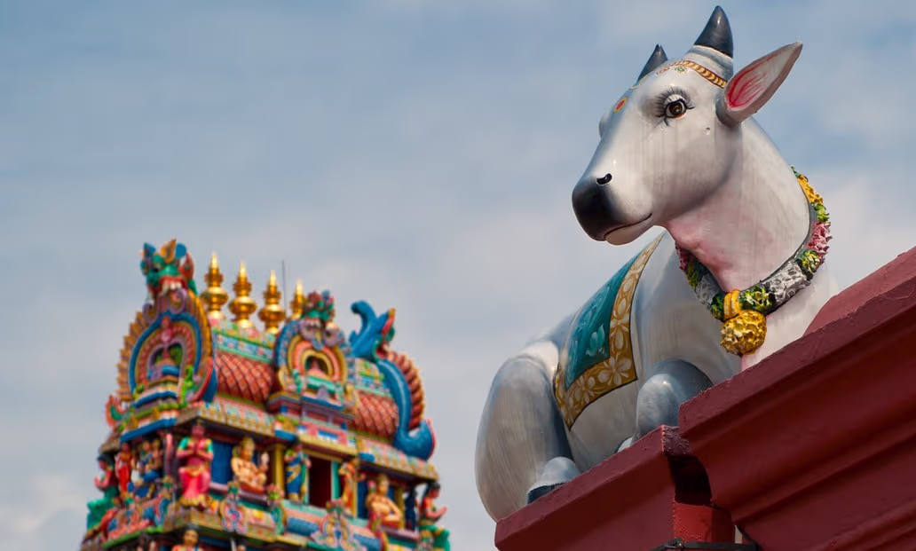 ¿Por qué la vaca es tan sagrada en la India? | Explora | Univision
