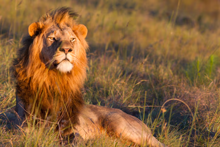 ¿Por qué rugen los leones y los tigres? | Explora | Univision