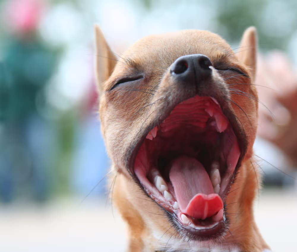Según la ciencia, tu perro tiene un enemigo terrible y podrías no ...