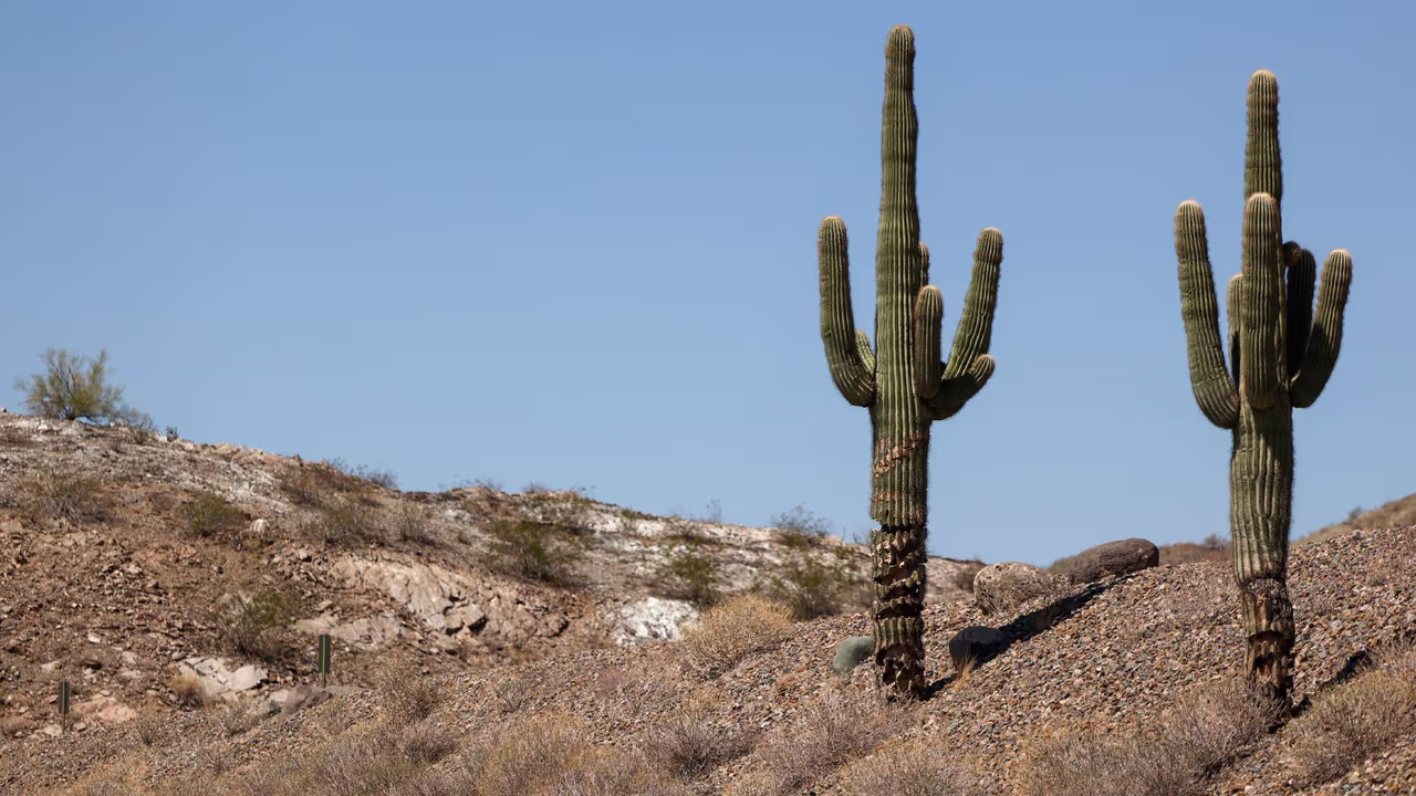 Carolyn Ann Bosher : Une femme dont le corps a été retrouvé dans une boîte abandonnée dans le désert de l’Arizona identifiée | Univision Phoenix KTVW