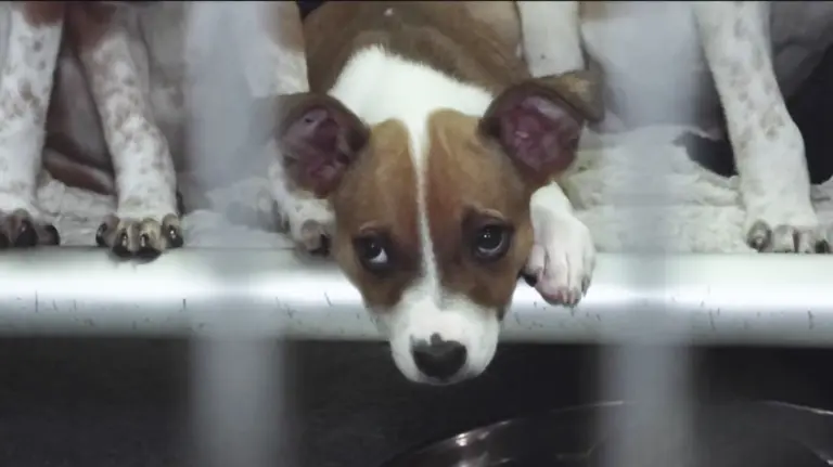 Dallas Animal Shelter Faces Overcrowding Crisis