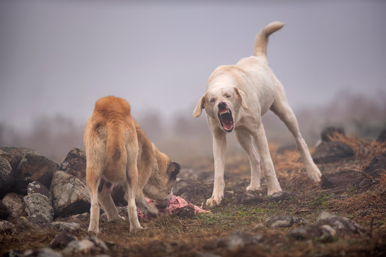 Perros salvajes en el sur de California: una amenaza para la comunidad ...