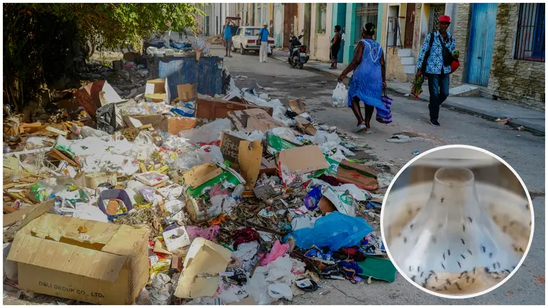 Denuncian crisis sanitaria en Cuba por epidemia de chikungunya | Univision  23 Miami WLTV | Univision