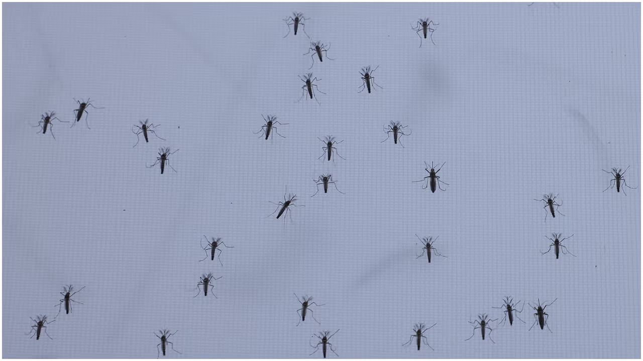 Florida Department of Health Confirms Local Dengue Case in Miami-Dade